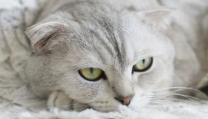 kaiyun-美国橄榄球超级碗精彩收官，橄榄球超级碗是什么意思