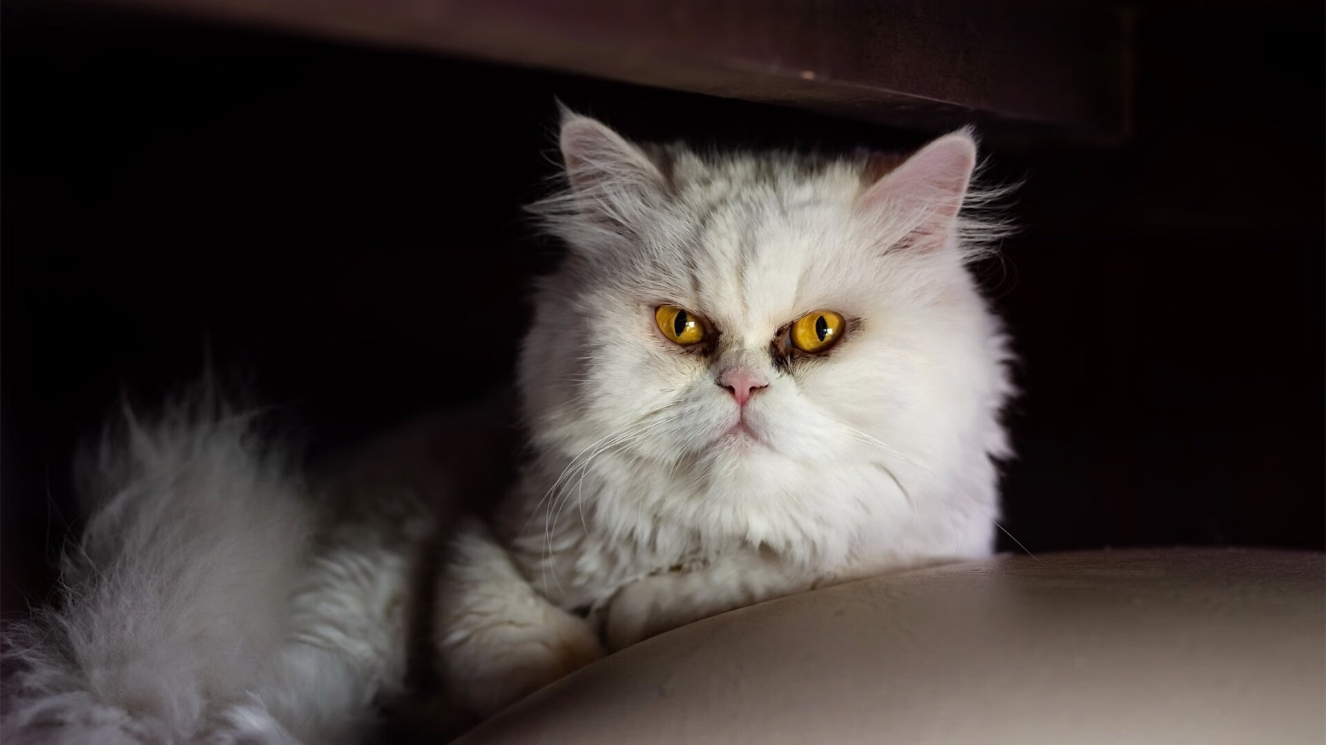 开云·Kaiyun网页版-“中国足球产业链逐步完善，行业迎来黄金发展期”，中国足球产业白皮书