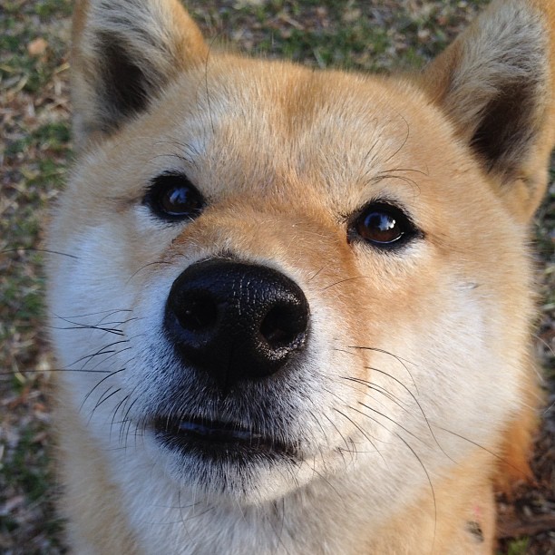 开云中国-“意甲强大阵容持续发力，豪门望尘莫及”，意甲各队最新关系