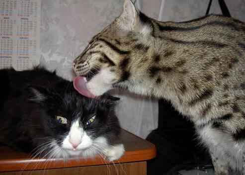 开云体育视频直播-“足球公益跑活动在各大城市同步举行，凝聚人心”，足球公益活动标语