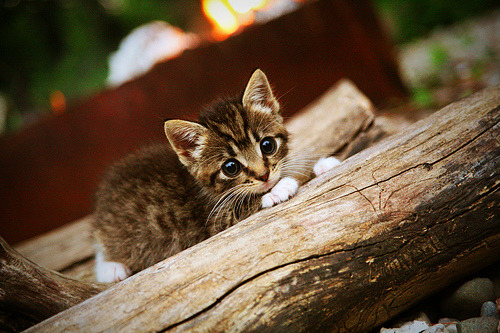 开云·体育官网-巴西男篮在巴黎奥运会小组赛中取得首胜，巴西男篮落选赛