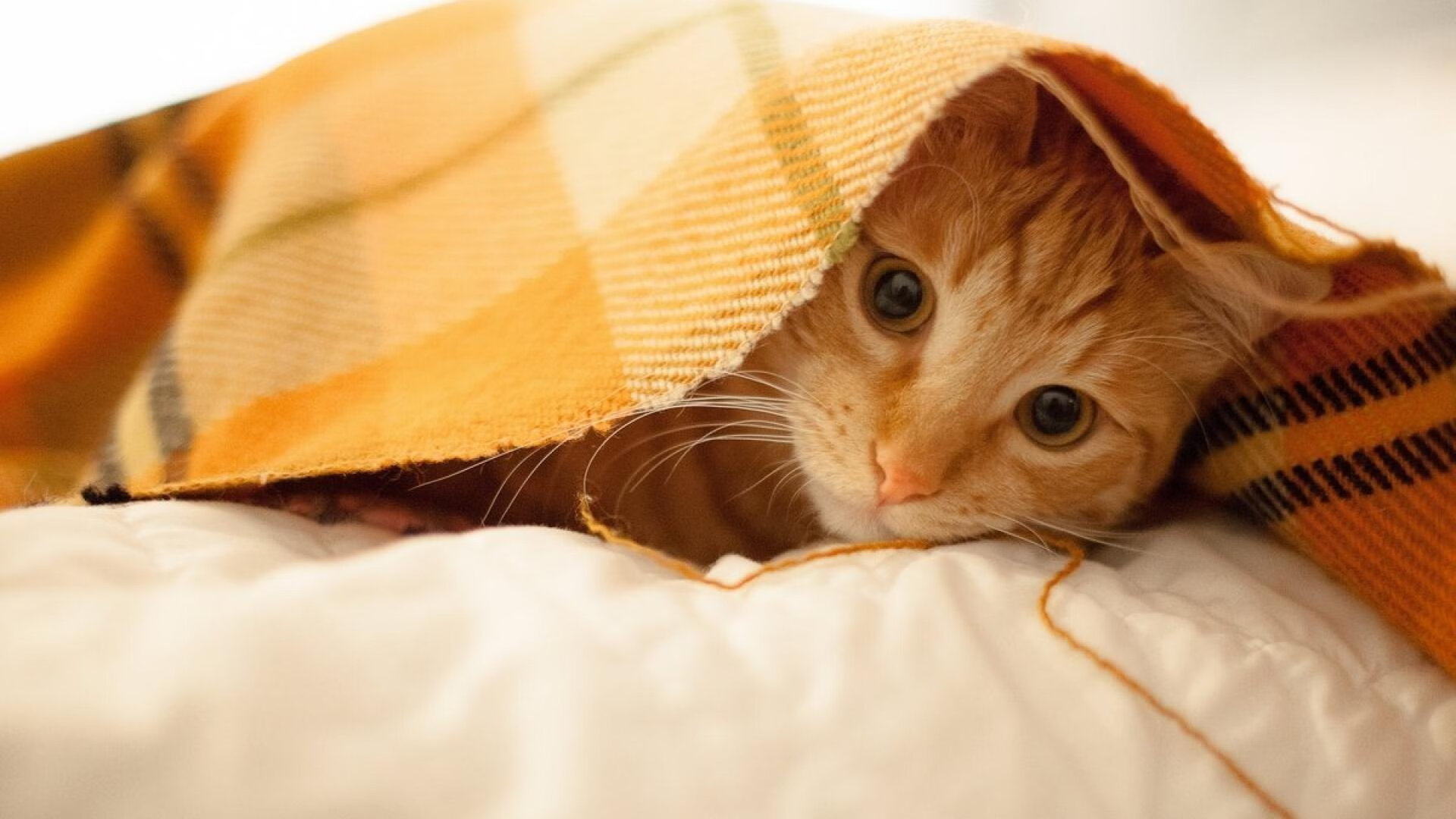 西甲新赛季战术持续创新，提升比赛观赏性，西甲新赛季开始时间