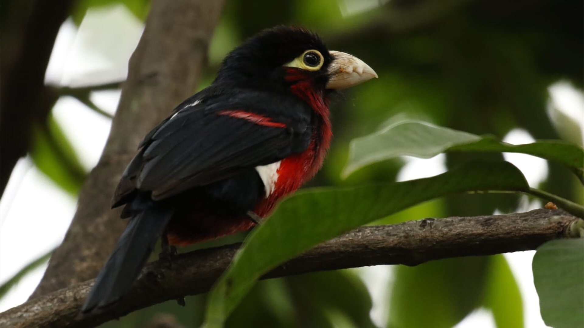 KAIYUNAPP-高光闪耀：联盟中最耀眼的球星表现，nba高光