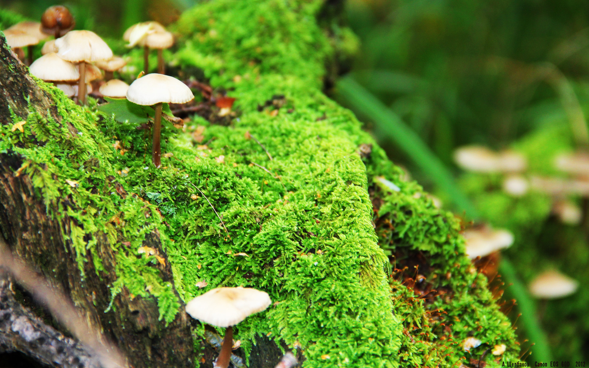 开云体育APP下载-意外田径比赛裁判终止比赛引风波，田径比赛中竞赛裁判由哪几个裁判组成