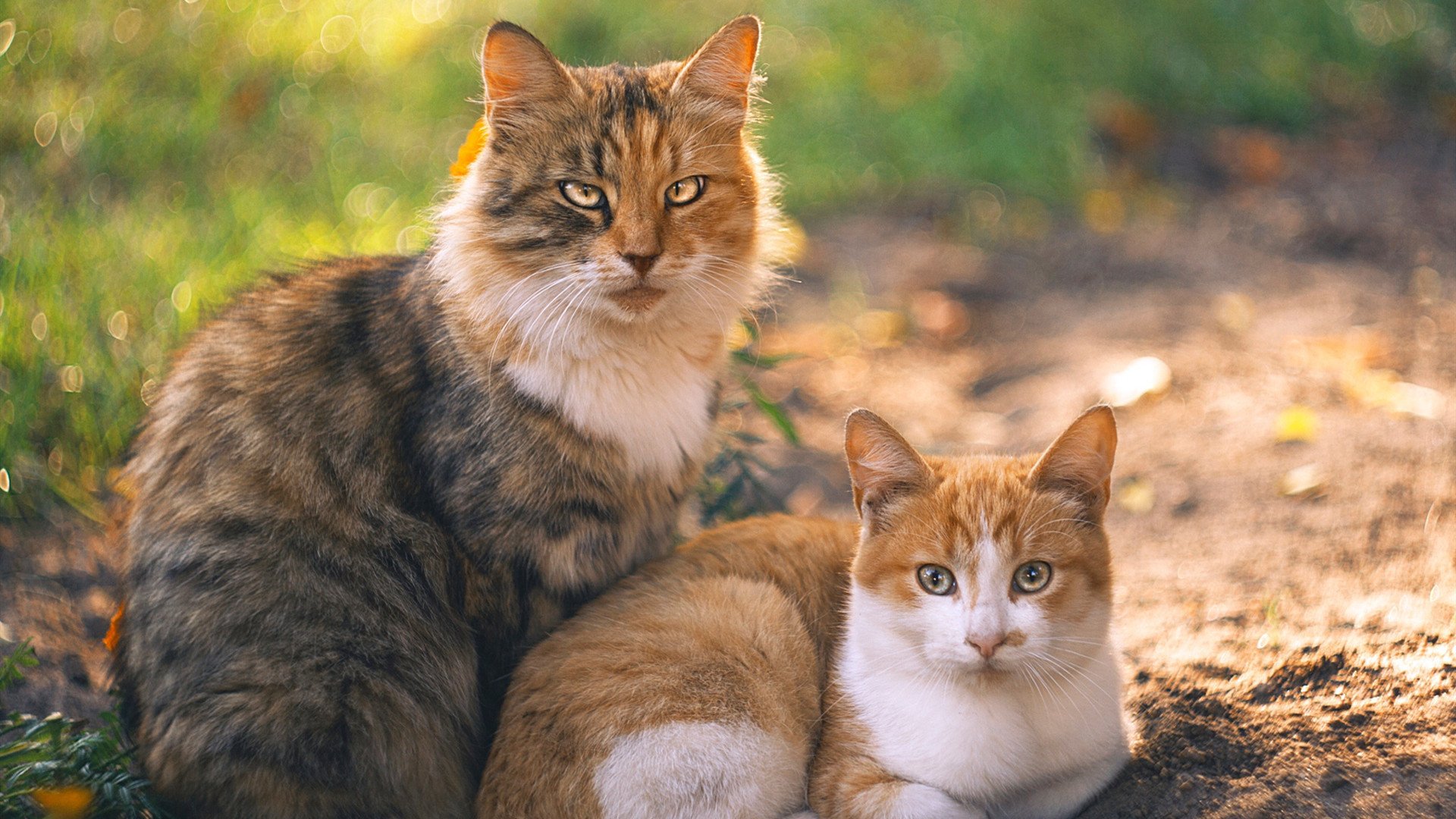 开云APP-红蓝双方大战引人关注，比赛结果悬念迭起，红蓝双方对战