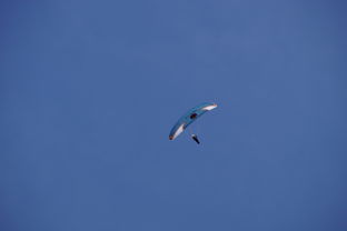 开云体育视频直播-全国青少年水上滑翔锦标赛天津盛大开幕，水上滑翔机价格