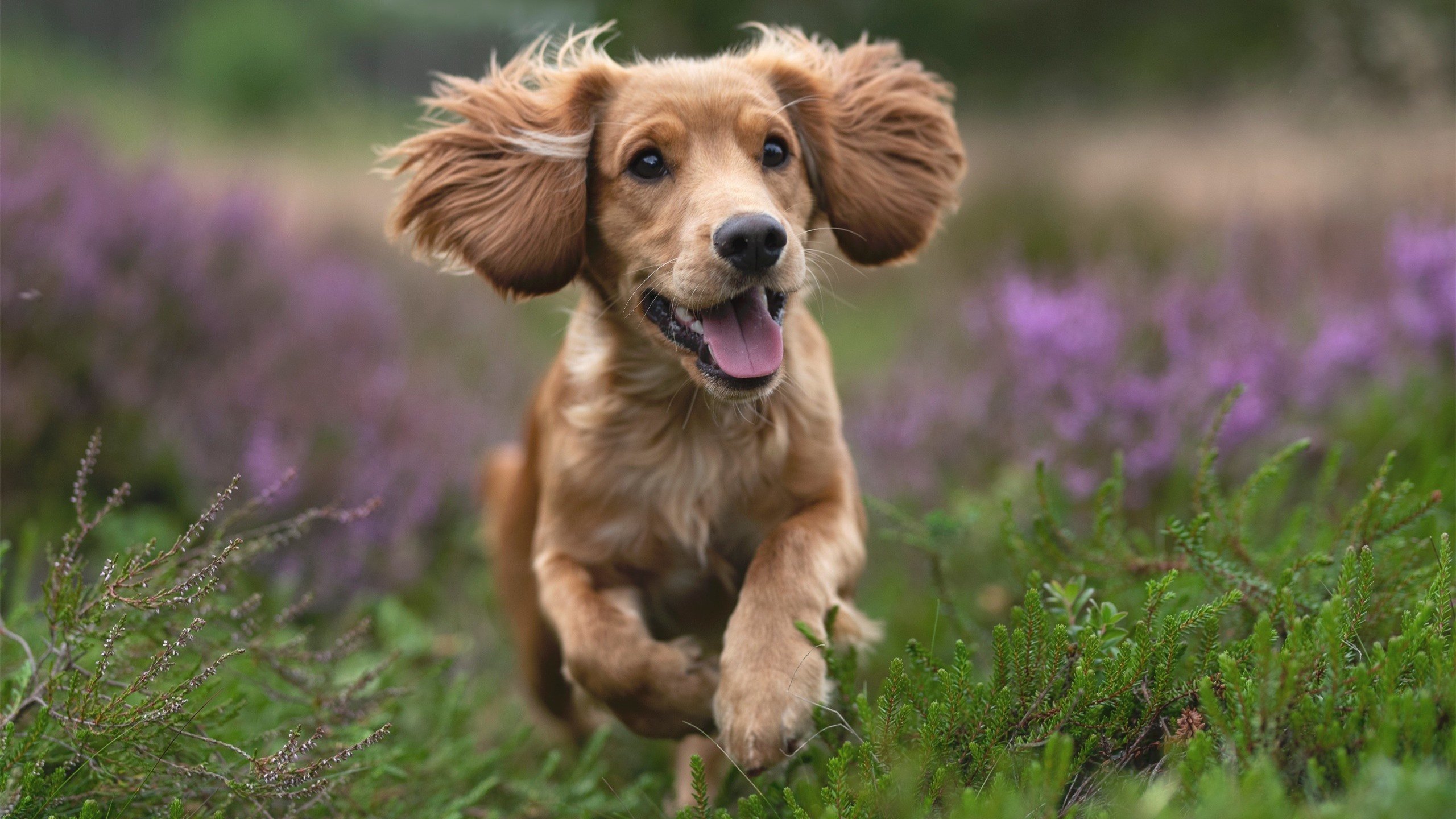 开云平台-德甲冠军之争：拜仁连续追赶，在关键战中取胜，拜仁豪夺德甲九连冠