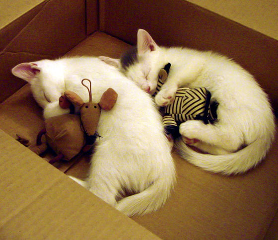 开云官网-体育数据标准化工作组发布最新文件，体育标准化管理办法