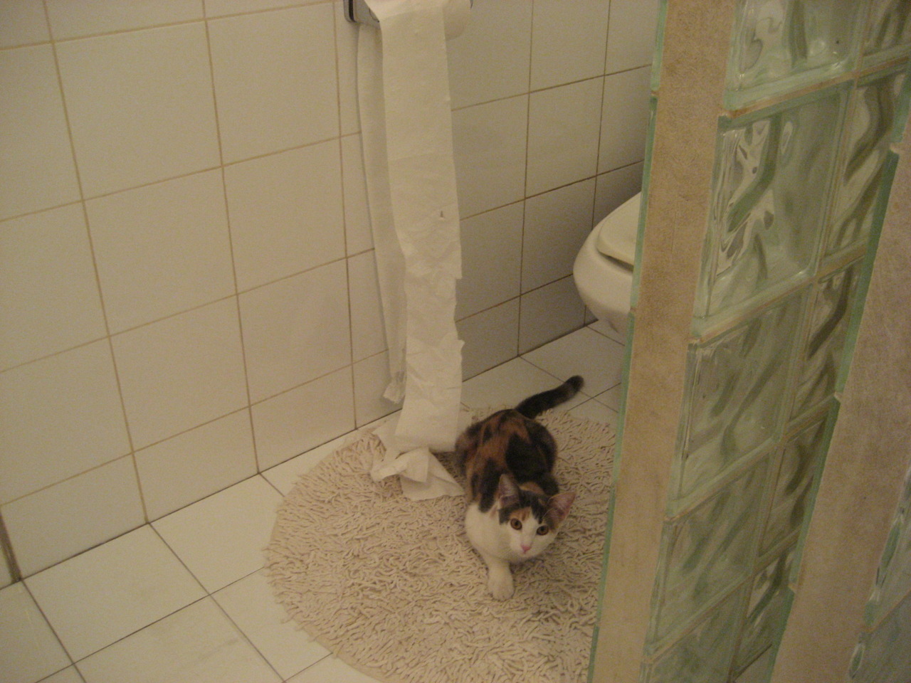 混合泳团体比利时协作顺畅，混合游泳比赛视频