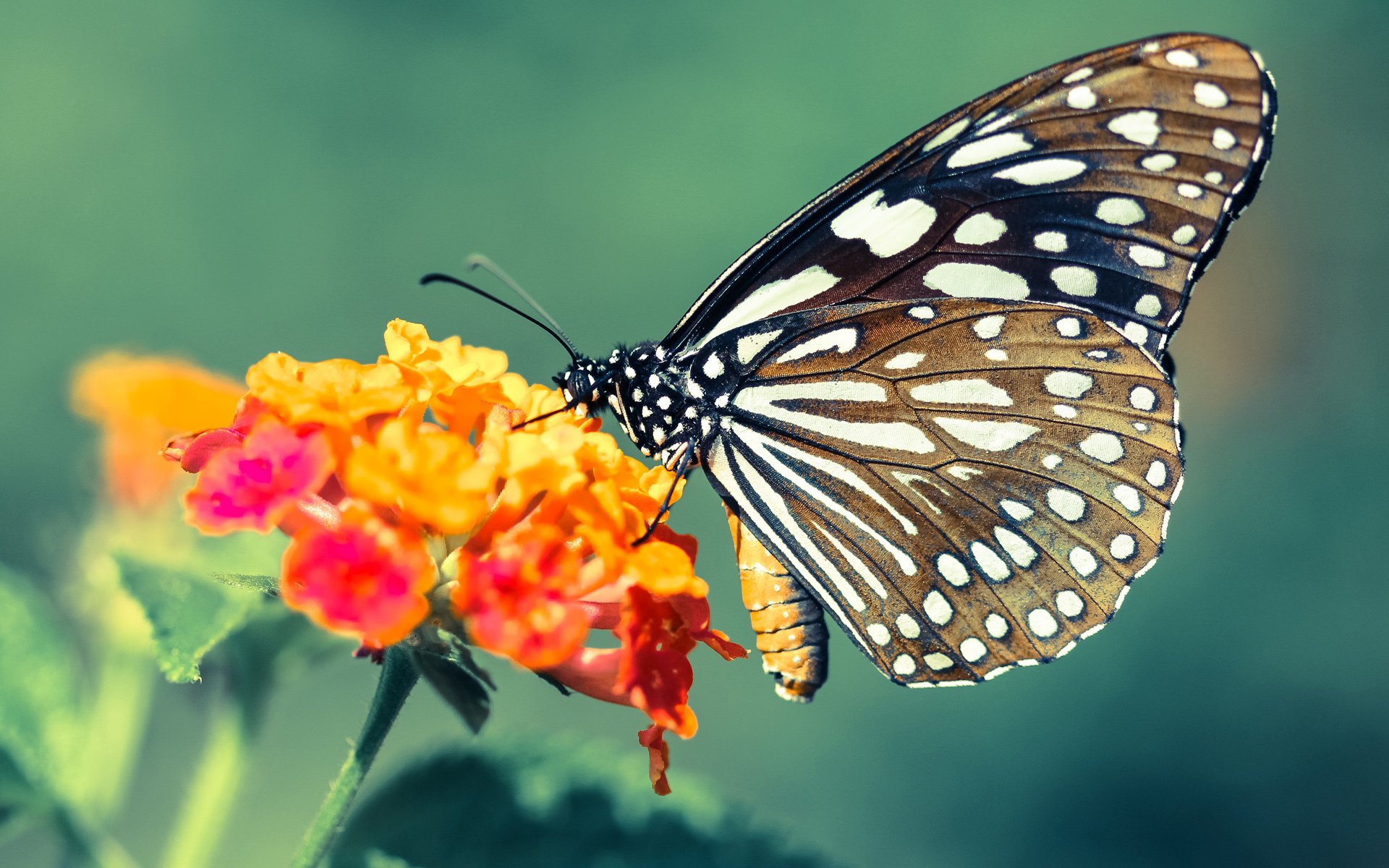 开云网站-英超反击战：快攻速如闪电，英超打防反的球队